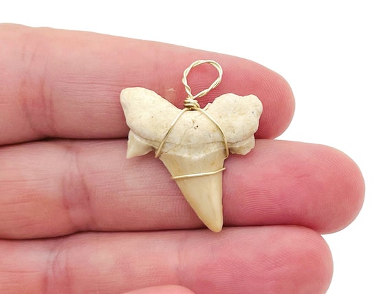Natural Shark Tooth Pendant - Shark Tooth Fossil Brass Wire Wrap - Gifts - NC1149