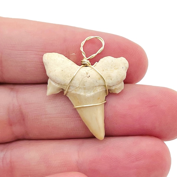 Natural Shark Tooth Pendant - Shark Tooth Fossil Brass Wire Wrap - Gifts - NC1149