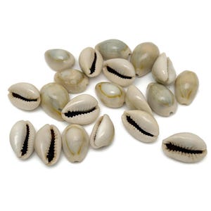 May include: A collection of white cowrie shells with dark brown markings. The shells are arranged in a random pattern on a white background.
