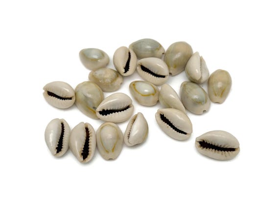 Kauri Cowrie Shells - Fossil Ocean  - Fossil Specimen - Collector Fossil - Great Gift for Collection - Yuanbao Fossil - FO1032