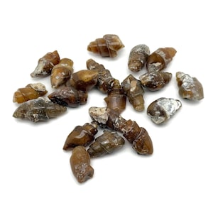 Snail Fossil Agate - Fossilization - Paleobiology - Unpolished - Marine Fossils - Aquarium Stones - FO1038