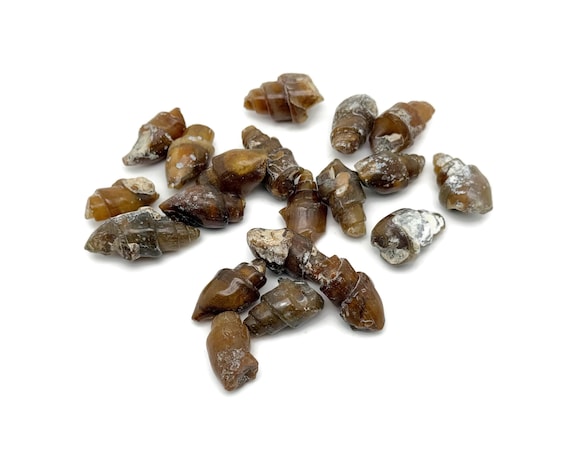 Snail Fossil Agate - Fossilization - Paleobiology - Unpolished - Marine Fossils - Aquarium Stones - FO1038