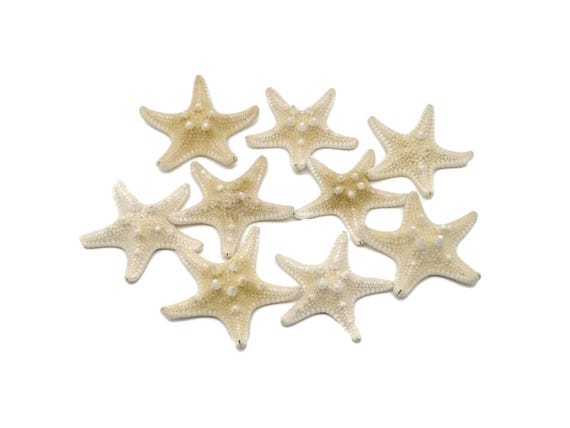Natural White Knobby Starfish - Aquarium Decoration Starfish - Sea Stones - Healing Chakra - FO1031