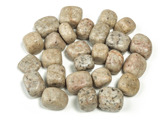 Fossil Coral Tumbled Stone – Fossil Coral Palm Stone – Fossil Coral Stone – Natural Coral Healing crystal – Wealth Stone – TU1113
