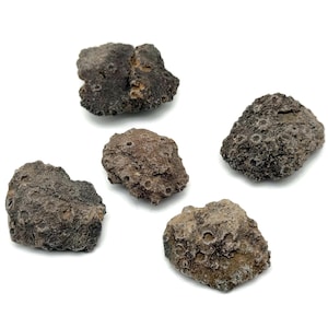 Puede incluir: Cinco rocas de lava porosas de color gris oscuro de varios tamaños están dispuestas sobre un fondo blanco. Las rocas tienen una superficie rugosa y texturizada con pequeños agujeros circulares. La apariencia general es natural y terrosa.