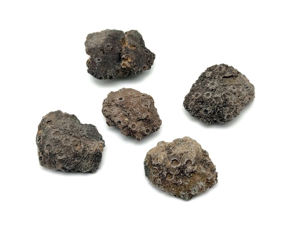 Honeycomb Coral Fossil - Minerals - Fossil Specimen - Collector Fossil - Great Gift for Collection - FO1037