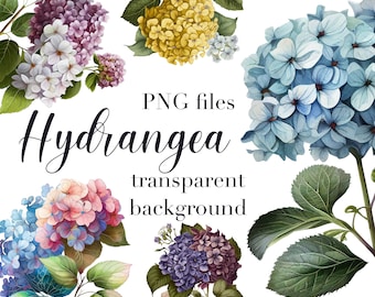Hydrangea clipart, Hydrangea PNG, Watercolor hydrangea, Hydrangea illustration, Hydrangea sublimation design, Commercial use, Floral clipart