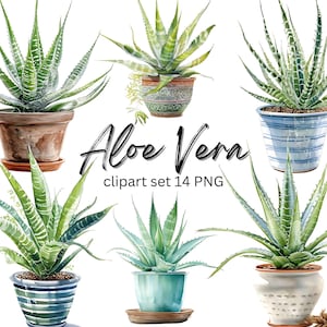 Watercolor Aloe Vera Plant Clipart Set of 14 PNG Files with Transparent Background, Aloe Vera clipart, Watercolor plant illustration bundle