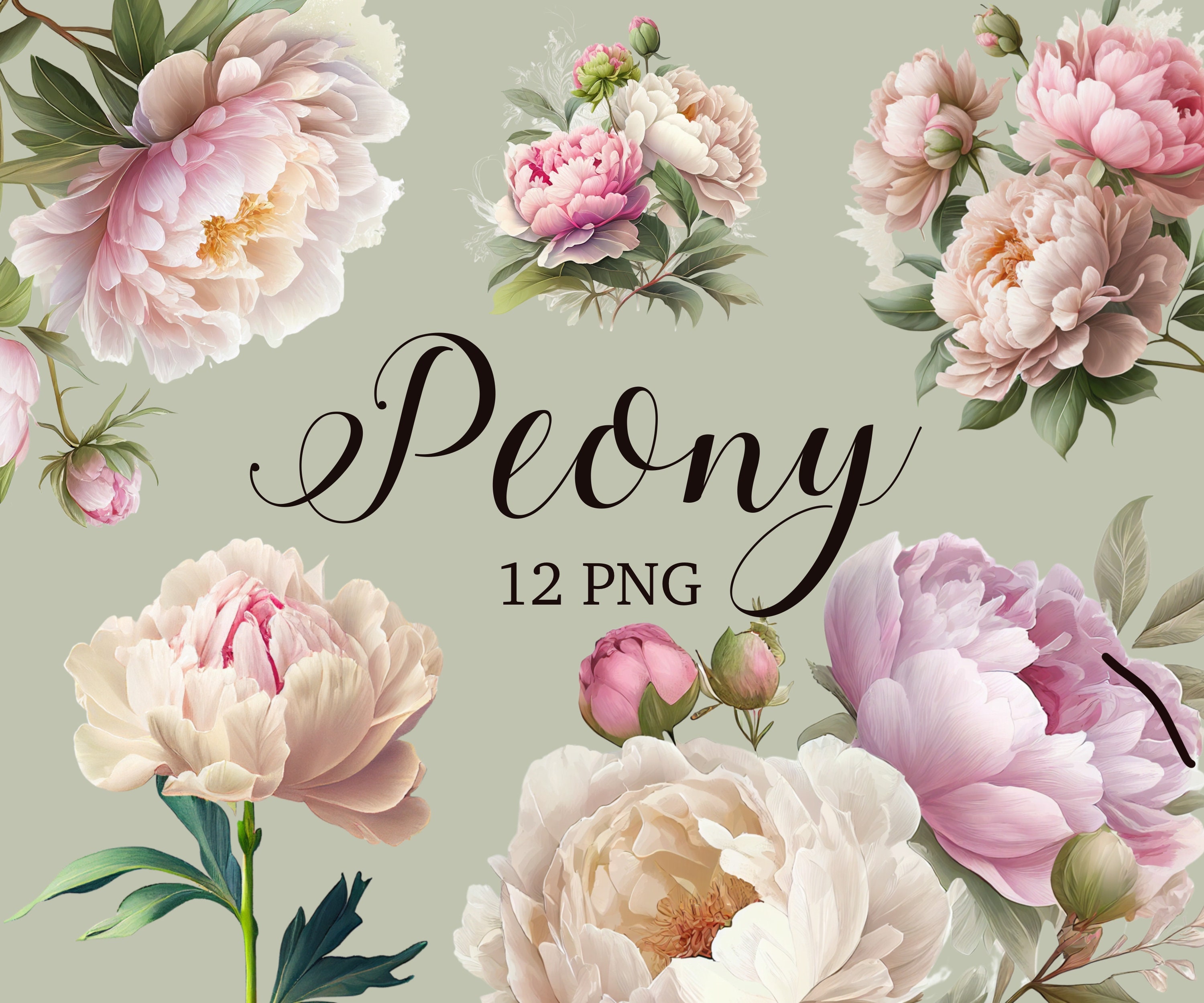 Peony Clipart, Peony PNG, Floral Clipart, Light Pink, Watercolor ...