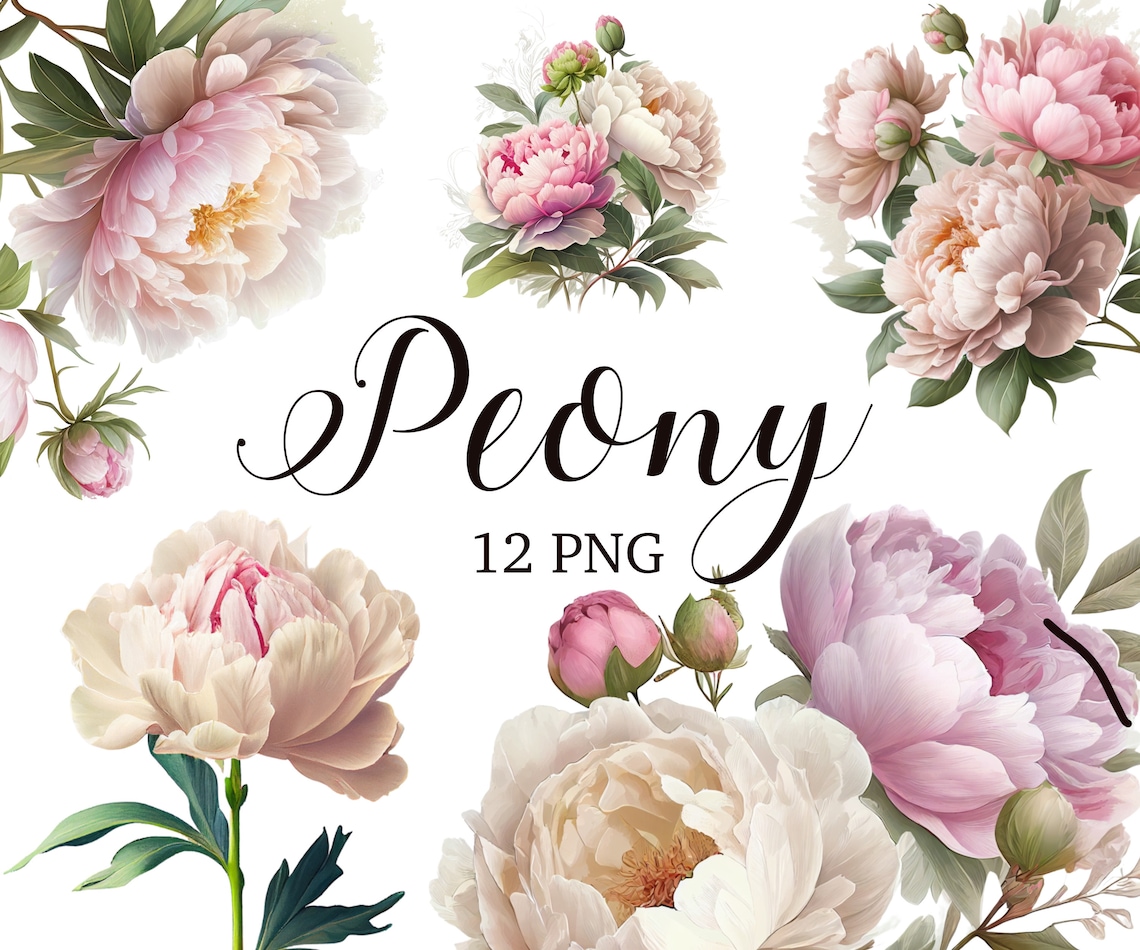 Peony Clipart, Peony PNG, Floral Clipart, Light Pink, Watercolor ...