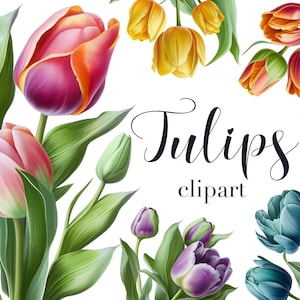 Tulp clipart, tulp png, aquarel tulpen, tulpen illustratie, lentebloemen, transparante achtergrond, commercieel gebruik, bloemen clipart