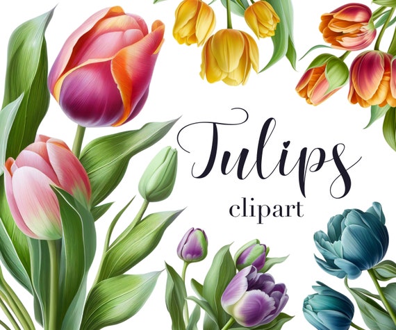 Tulip clipart, Tulip PNG, Watercolor tulips, Tulips illustration, Spring flowers, Transparent background, Commercial use, Floral clipart
