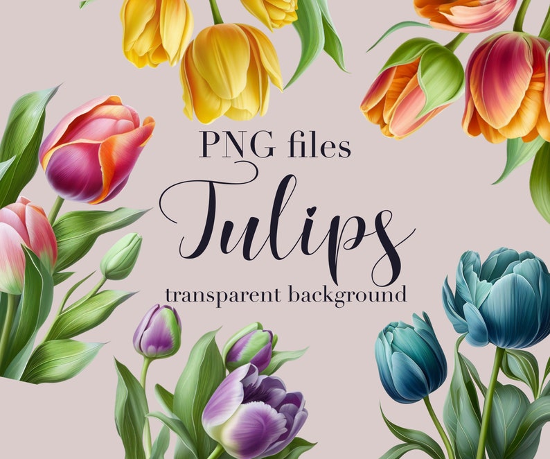 Puede incluir: Una ilustraci&oacute;n digital de un ramo de tulipanes de varios colores, incluyendo morado, azul, amarillo, rosa y naranja. Los tulipanes est&aacute;n dispuestos en un patr&oacute;n circular con el texto "PNG files Tulips transparent background" en el centro.