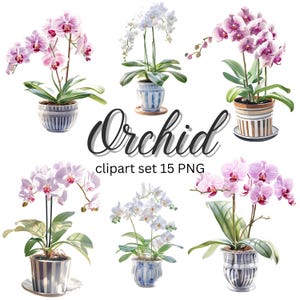 Op de afbeelding: Een set van 15 digitale clipart-afbeeldingen met roze en witte orchideeën in potten. De orchideeën bevinden zich in verschillende bloeistadia en zijn in verschillende poses gerangschikt. De tekst "Orchid clipart set 15 PNG" wordt onder de afbeeldingen weergegeven.