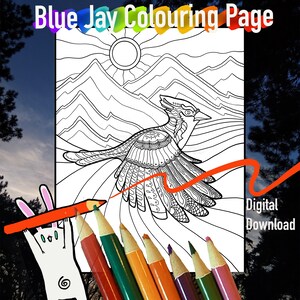 Blue Jay High Detail Colouring Page JPG/PDF