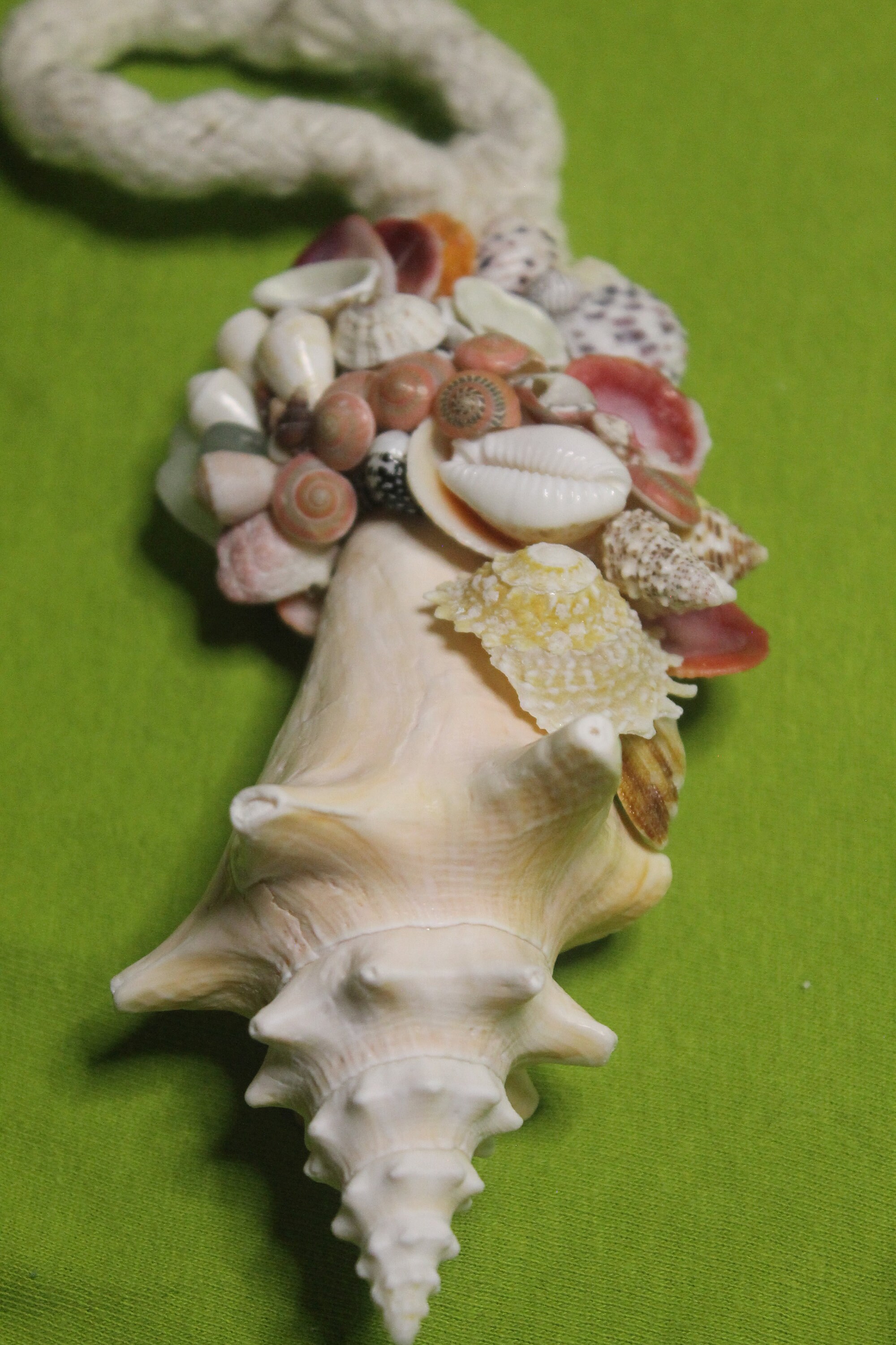 Conch Shell Decor Seashell Decor Wall Decor Bahamian Etsy