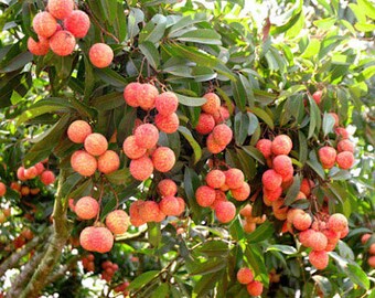 Lychees  Etsy