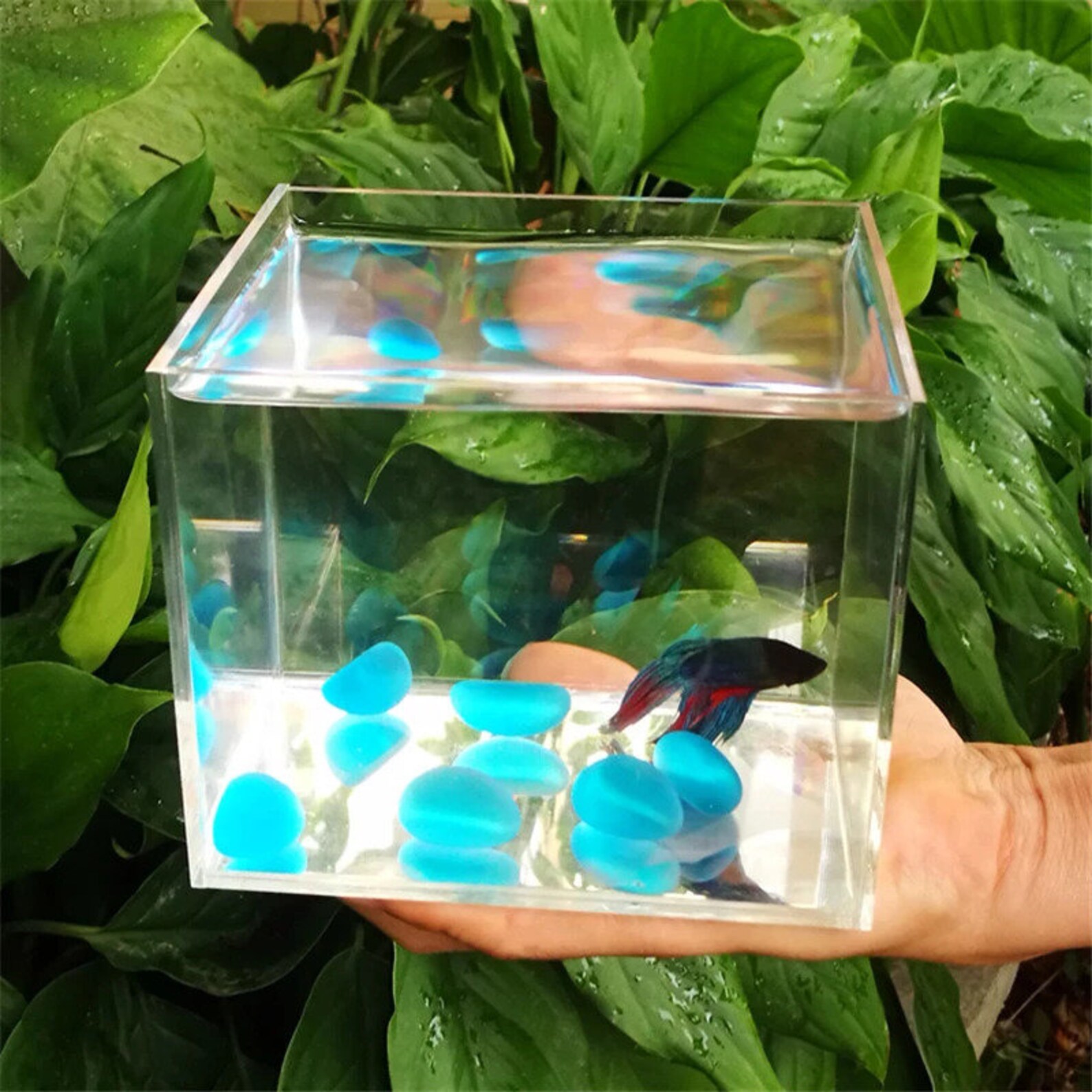 Acryl Rimless Nano Tank Betta Fish Tank Aquariums Tanks Etsy