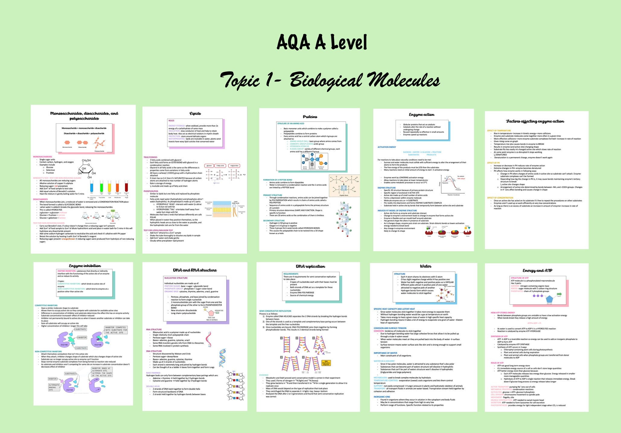 AQA A Level Biology Topic 1- Biological Molecules Revison Notes