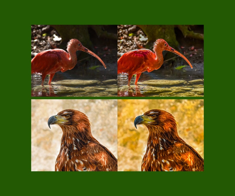 10 Lightroom Presets Photo Presets Wildlife Photography Presets Bird