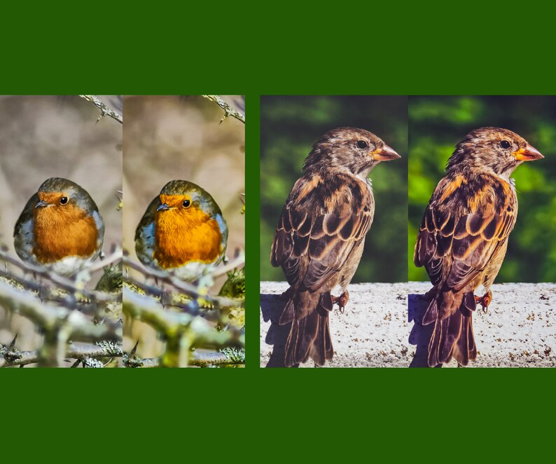 10 Lightroom Presets Photo Presets Wildlife Photography Presets Bird