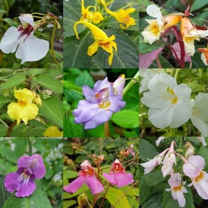 May include: A collage of nine different types of flowers, each with unique colours and shapes. The flowers are arranged in a grid pattern, with three rows and three columns. The flowers are all in bloom and have vibrant colours, including purple, pink, yellow, white, and orange.