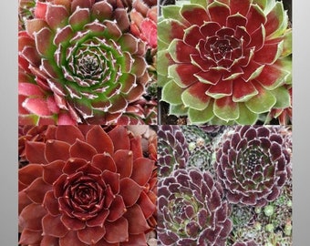 Sempervivum Red Collection 4x9cm pots