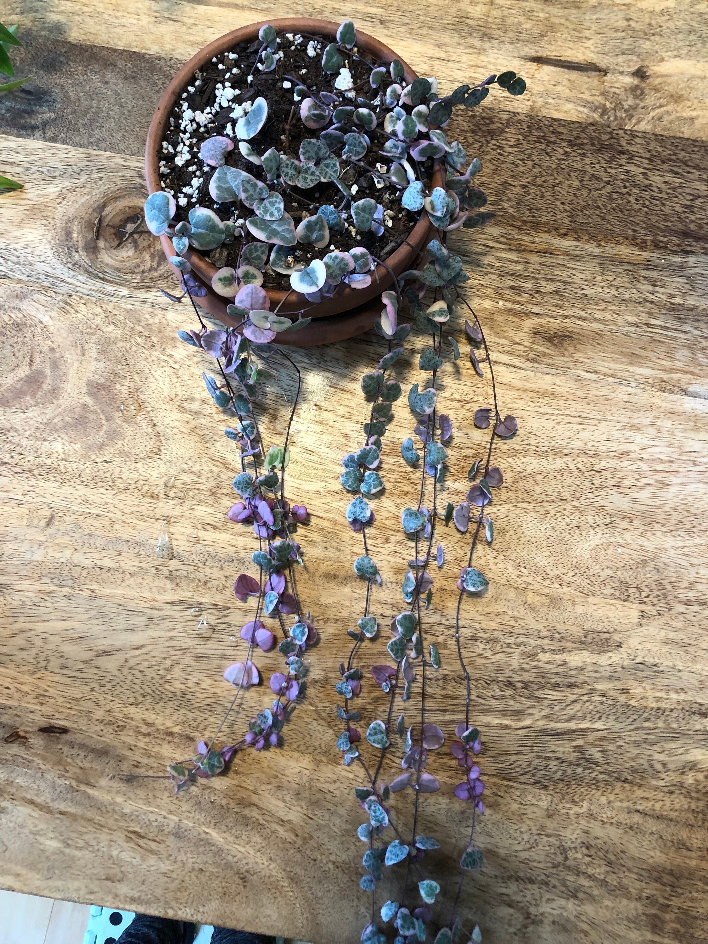 Variegated String Of Hearts cuttings Etsy