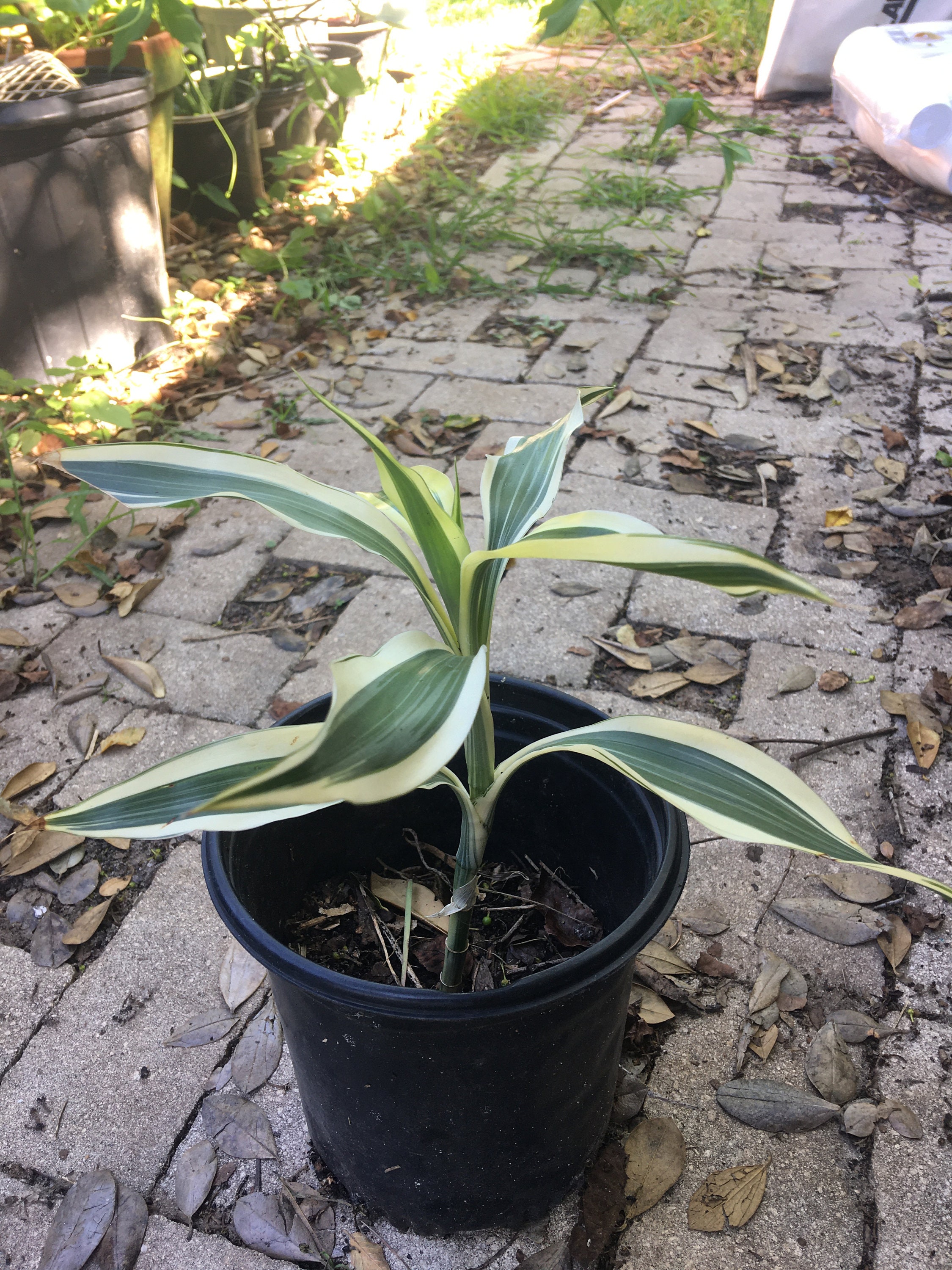 Dracaena Sanderiana (ribbon Dracaena), Lucky Bamboo Living Plant, >8 Inches  Height, Growth in Pot, Free Ship From Florida, - Etsy