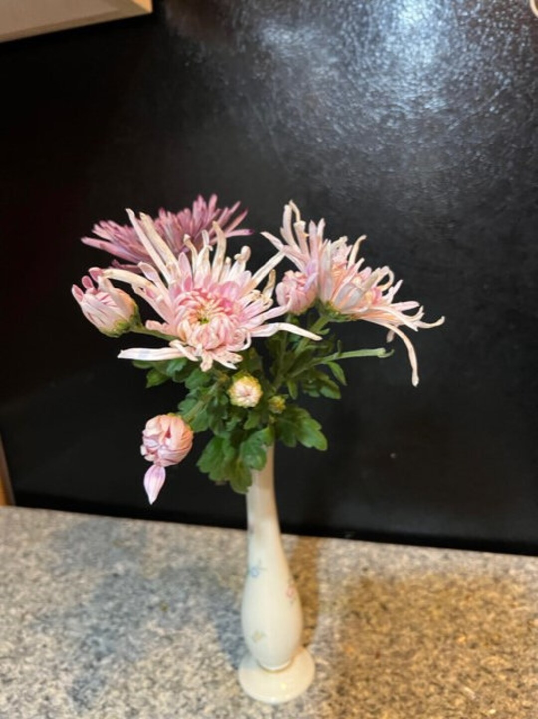Chrysanthemum Live Plants 3 Free Ship in USA Etsy
