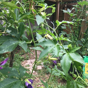 passion fruit live plant (3), May pop, super delicious, ship from Florida