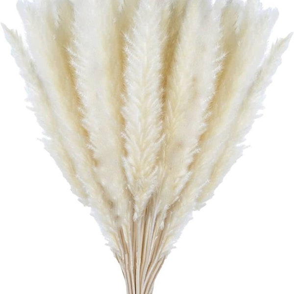Pampas Grass Bulk Etsy
