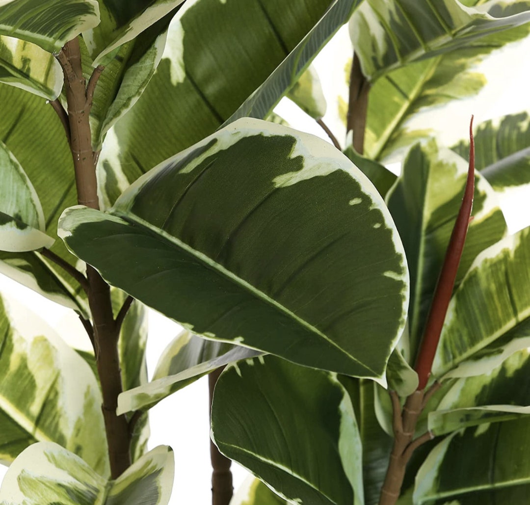 Artificial Rubber Tree Plant 6ft Tall Faux Ficus Tree Potted Etsy