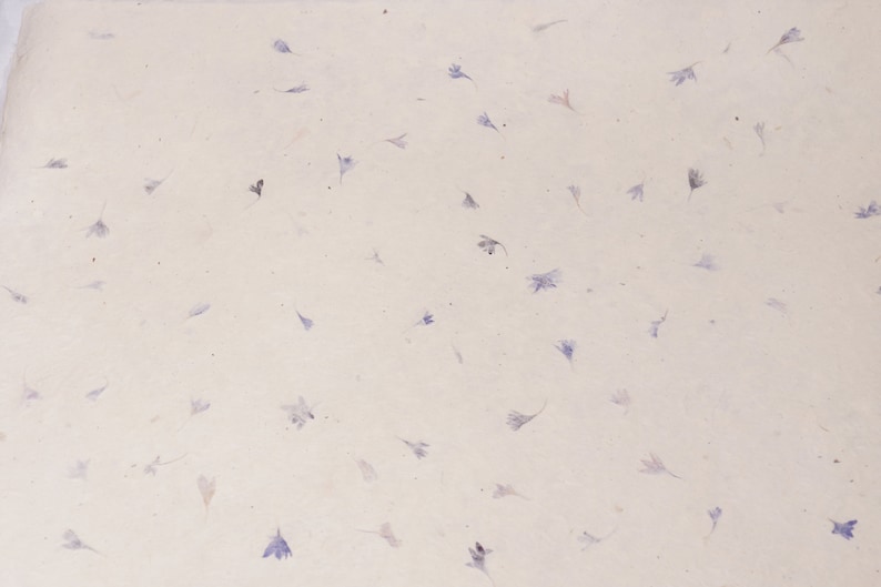 May include: A sheet of white paper with small, light purple flower petals scattered across the surface.
