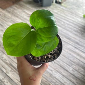 Global Green Pothos - Rooted