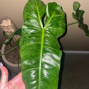 Philodendron Paraiso Verde Cutting -Rooted