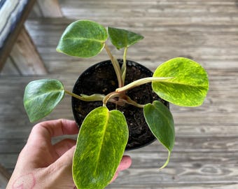 apartment therapy snake plant Snake Plant Laurentii | Low Light Indoor Plant
