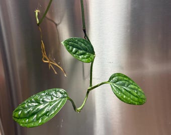 artificial philodendron plant pink princess Philodendron Pink Princess Mutation -Set of 5 plants main image 1