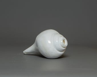 Sacred Shankha Conch Shell: Hindu Buddhist Ritual Altar Decor