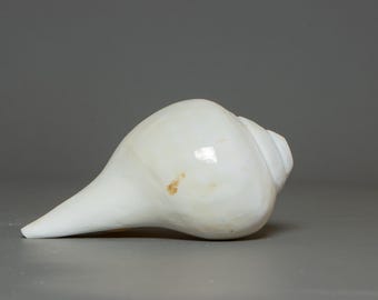 Caracola budista Shankha: decoración sagrada para el altar y uso ritual