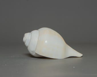 Handplockad buddhistisk snäckskal Shankha – Heligt ritualinstrument för meditation, altare och tempeloffer