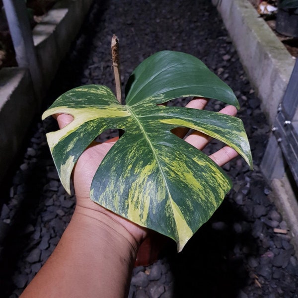 Philodendron Marmorata Monstera Aurea Variegata 1 Leaf 1 Bud Plush