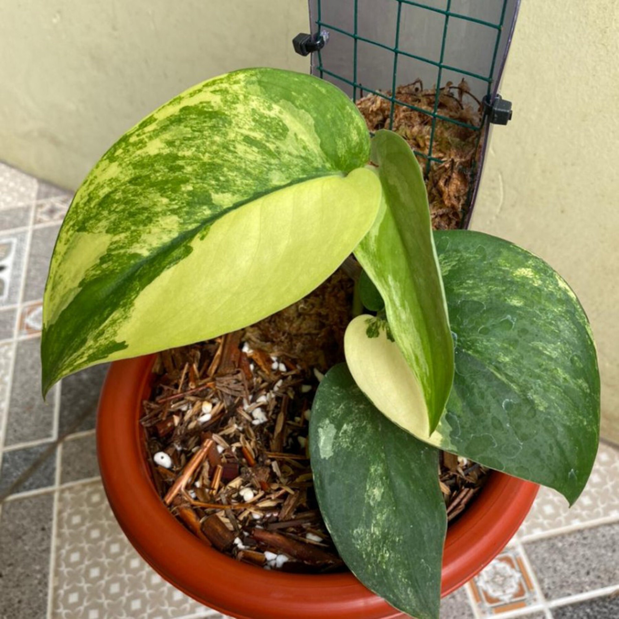 Scindapsus Jade Satin Variegata Etsy