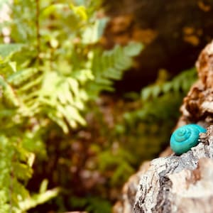 May include: A vibrant turquoise snail shell rests on a textured, brown rock surface. The shell's spiral design is clearly visible, contrasting with the natural, earthy tones of the rock and the blurred green foliage in the background.