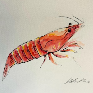Original Shrimp watercolor art | Prawn Art | seafood art | funny painting | aquarium decor | kitchen decor | abstract watercolor art | Ink