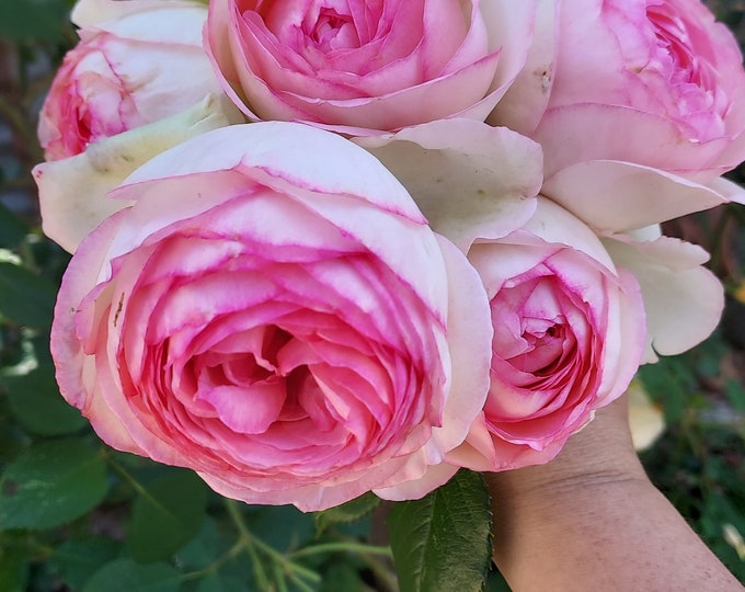 PURPLE CLIMBING ROSE Hardy Zones 39 Violet Double Flowers Shrub, 3