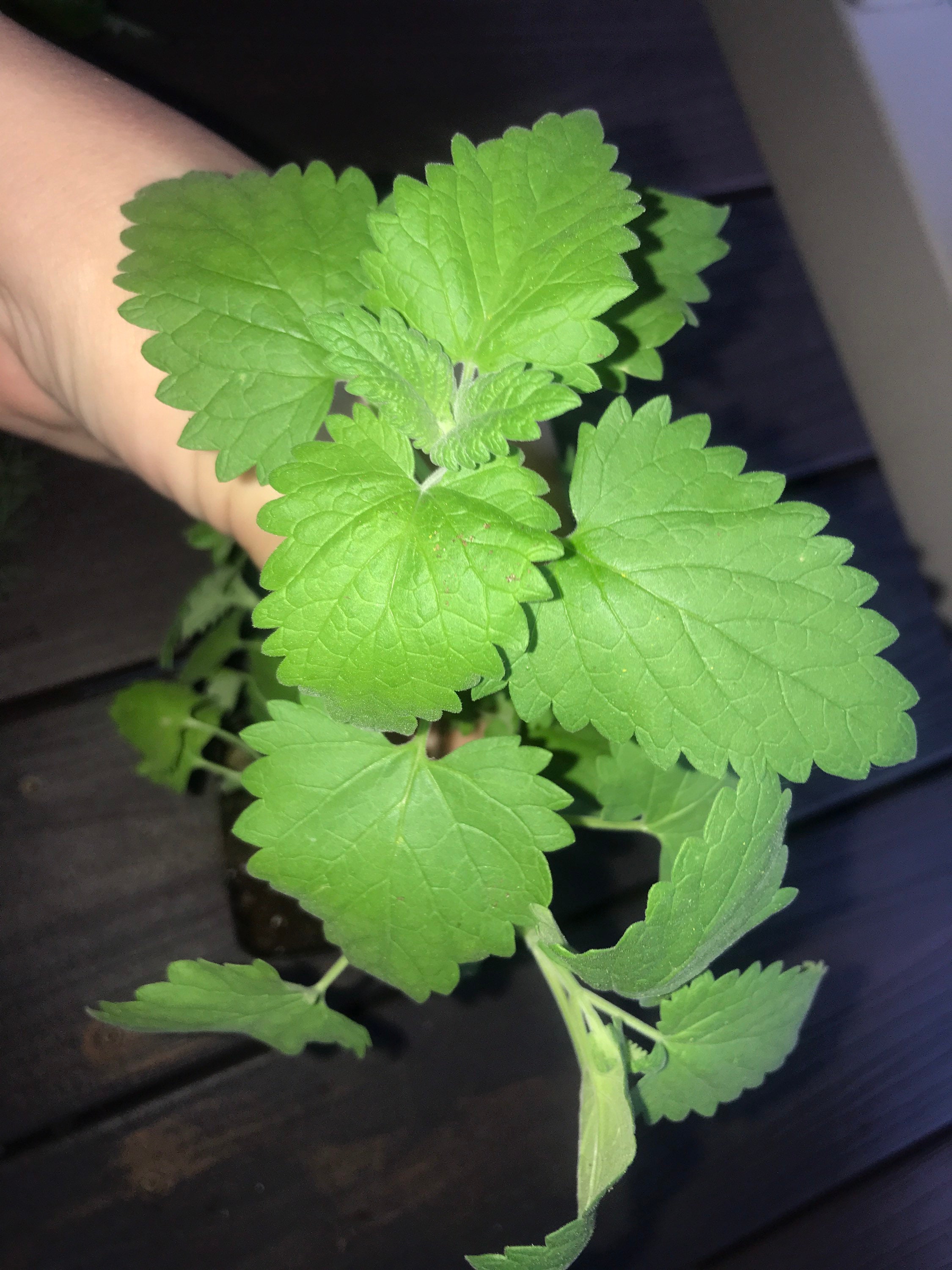 Live Catnip plant 3inch pot saucer Etsy