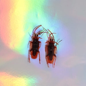 Cockroach Earrings/Bug Earrings/Insect Jewelry/Weird Earrings/Creepy Jewelry/Spooky Earrings/Weird Cool Things/Bizarre Gift/Strange Art