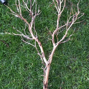 10 st Manzanita-grenar 40-50 cm för hantverk, bröllop, akvariedekor
