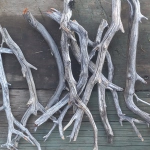 30 pcs 8' thick old growth manzanita branches aquarium terrarium vivarium isopod gecko sticks jewelry mobiles projects decor crafts gray